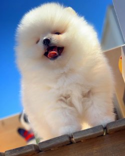 Orjinal Büyümeyen Irk Pomeranian Boo Yavrularımızdan 4