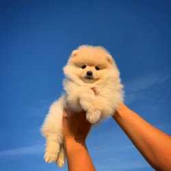 Orjinal  Teddybear Yüz Yapısına Sahip PomeranianBoo 5