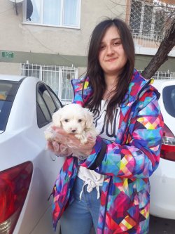 Maltese Terrier Yavrularımız 1