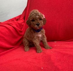 Sevi̇mli̇ Toy Poodle Yavrularımız 2