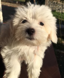 Kar Beyaz Maltese Yavrular 1