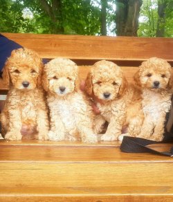 SECERELİ TOY POODLE YAVRULAR 2