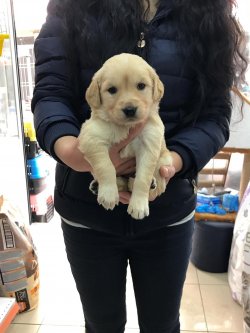 GOLDEN RETRIEVER DİŞi 3