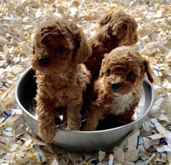 Toy Poodle Teacup Yavrularımız 1