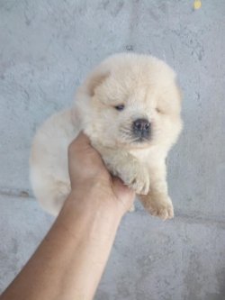 Satılık Chow Chow Yavruları 2