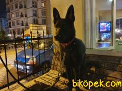 13 Aylık Dişi Siyah Alman Kurdu 3