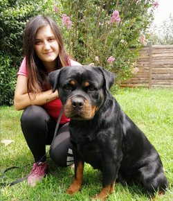 Irk Garantili Rottweiler Yavrularımız 2
