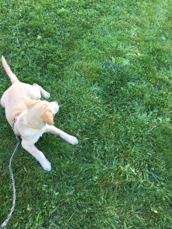 Sahibinden 2 Aylık Golden Retriever Yavru 1