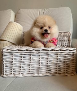 Orjinal Boo Pomeranian Yavrular 3