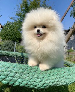 Safkan Teddy Boo Yavrular 1