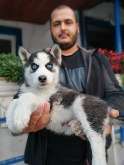 MAVİ GÖZLÜ SİBİRYA KURDU YAVRULARIMIZ 1