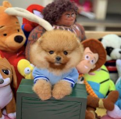 Sevimli Pomeranianboo Yavruları 4
