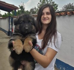 Düşük Bel Alman Kurdu Yavrularımız 2