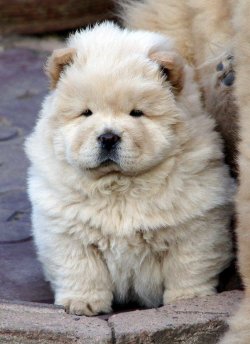 Satılık Chow Chow Yavruları 2