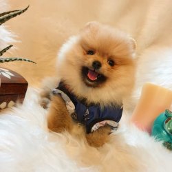 Yılbaşına Özel Pomeranian Boo Yavrularımız 1