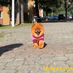 Pomeranian Boo Secereli Ayicik Tip Yetişkin Disi 1