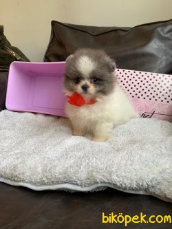 POMERANİAN BOO YAVRULAR 4