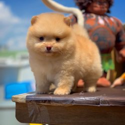 Safkan Büyümeyen Cins Pomeranian Boo Teddybear 1