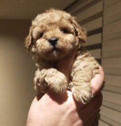 TOY POODLE YAVRULAR 1