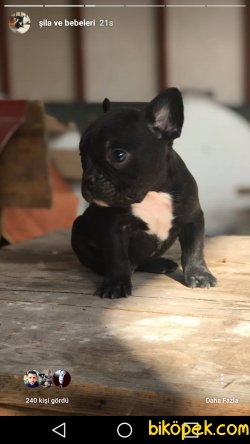 French Bulldog Yavruları Baba Fawn Anne Naturel 5