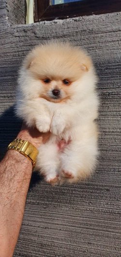 Yavru Pomerian Boo 2