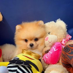 Scr/fcı Sertifikalı Pomeranian Boo Yetişkinlerimizden 2