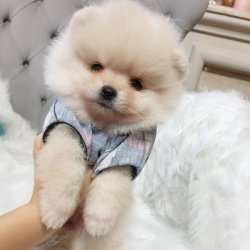 Pomeranian Boo Teddy Bear Yavrular 1