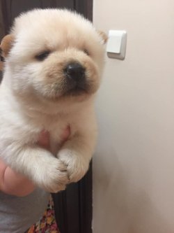Beyaz Satılık Chow Chow Yavrular 2