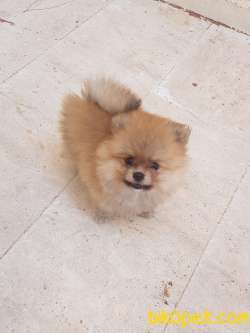 14 Temmuz Doğumlu Erkek Pomeranian Yavrularımız. Yer Kuşadası 3
