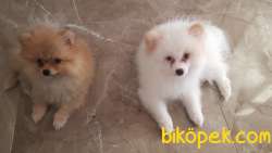 14 Temmuz Doğumlu Erkek Pomeranian Yavrularımız. Yer Kuşadası 4
