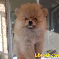 14 Temmuz Doğumlu Erkek Pomeranian Yavrularımız. Yer Kuşadası 2