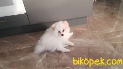 14 Temmuz Doğumlu Erkek Pomeranian Yavrularımız. Yer Kuşadası 5