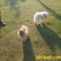 14 Temmuz Doğumlu Erkek Pomeranian Yavrularımız. Yer Kuşadası 1