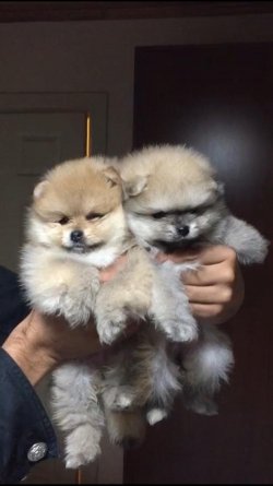Pomerani̇an Boo 2