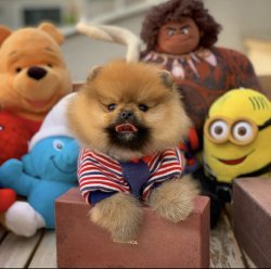 Tuvalet Eğitimli PomeranianBoo Yavrularımız İçin İletişime Geçin 4