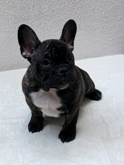 Fcı A Class Secereli Belgeli Show Kalite French Bulldog Yavru 1