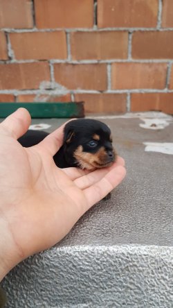 Minyatür Pinscher Yavrularımız 3