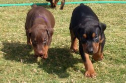 Çiftliğimizden King Doberman Yavrularımız 3