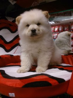 CHOW CHOW YAVRULARIMIZ 2