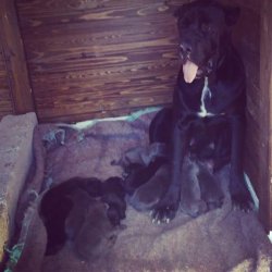DEV CANE CORSO YAVRULARI 4