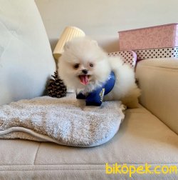 Gülen Surat Boo Pomeranian Yavrular 4