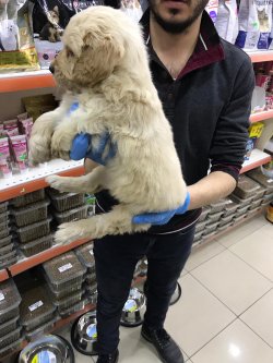 GOLDEN RETRIEVER DİŞi 3