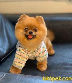 DİŞİ TEDDY BEAR POMERANİAN BOO 2