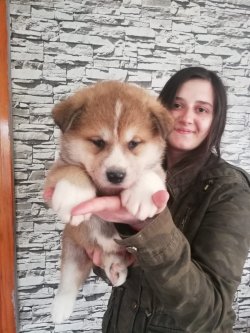 Irkının Güzeli Akita İ̇nu Yavrularımız 1