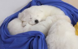 -SON YAVRU-SAHİBİNDEN SAFKAN SAMOYED YAVRULARI 5
