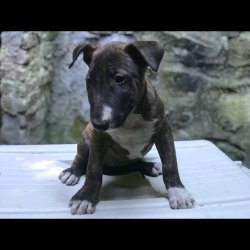 Bull Terrier Yavrularımız 2