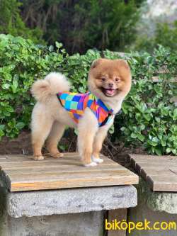 15 Aylık SCRLİ MİCROÇİPLİ POMERANİAN BOO 1