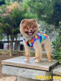 15 Aylık SCRLİ MİCROÇİPLİ POMERANİAN BOO 5