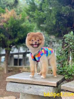 15 Aylık SCRLİ MİCROÇİPLİ POMERANİAN BOO 3