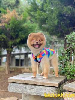 15 Aylık SCRLİ MİCROÇİPLİ POMERANİAN BOO 4